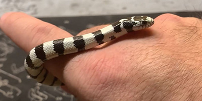 Los Angeles snake