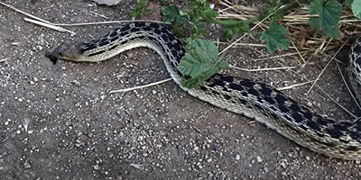 Los Angeles snake